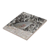 Carreau Les cailles de Gambel femelle (Côté)