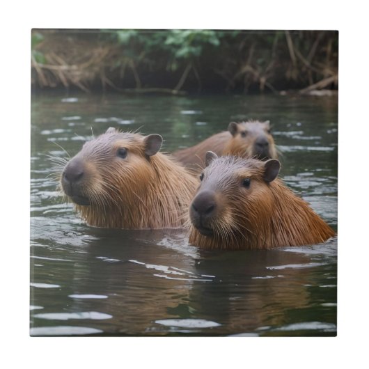 Carreau Les capybaras nagent dans la rivière, (Devant)