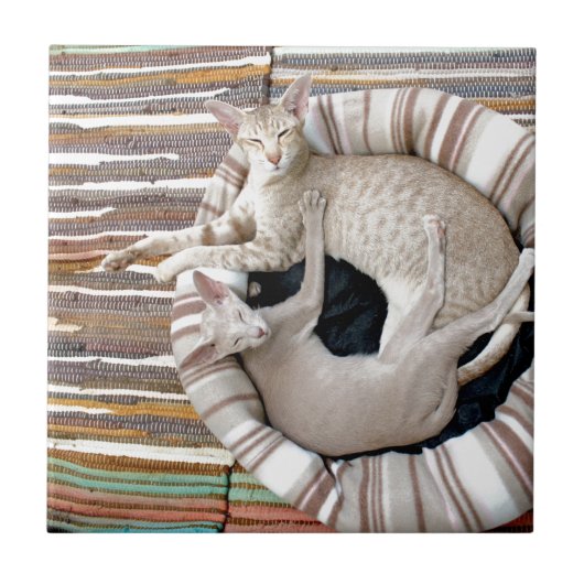 Carreau Les Chats Siamais Ne Font Que Chillonner ! (Devant)