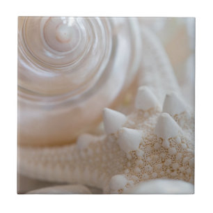 Carreau Les coquillages blancs Les étoiles de mer