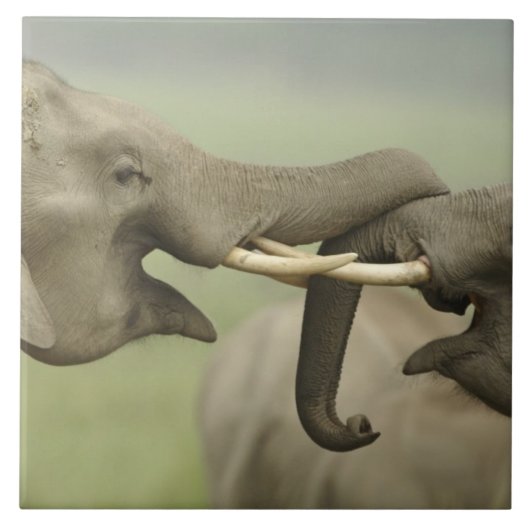 Carreau Les éléphants d'Asie indienne jouent à la lutte (Devant)