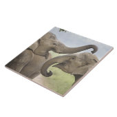 Carreau Les éléphants d'Asie indienne jouent à la lutte (Côté)