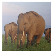 Carreau Les éléphants indiens dans les Prairies (Devant)