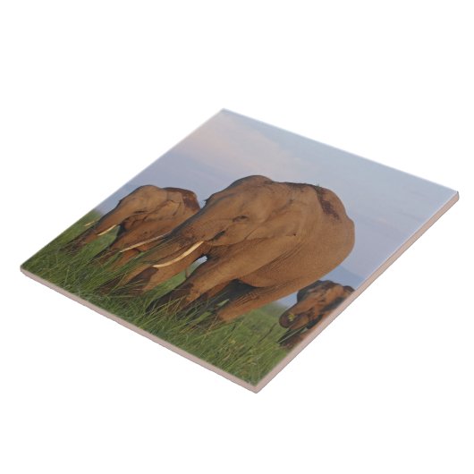 Carreau Les éléphants indiens dans les Prairies (Côté)