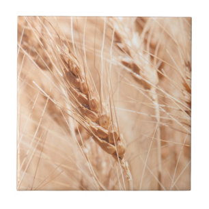 Carreau Les Etats-Unis, le Kansas, blé au temps de récol