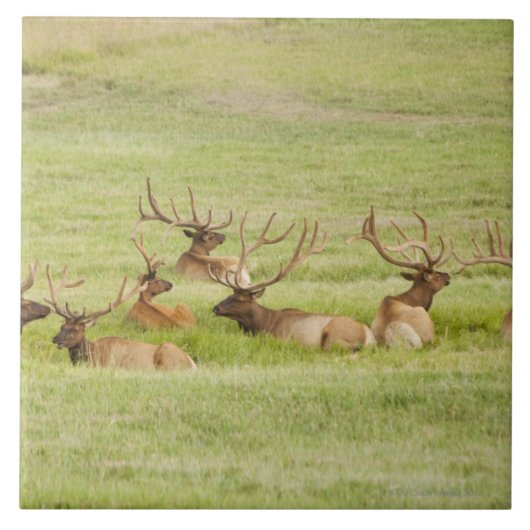 Carreau Les Etats-Unis, Utah, groupe d'élans de taureau (Devant)