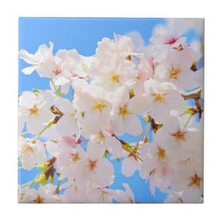 Carreau Les fleurs de cerisiers au printemps