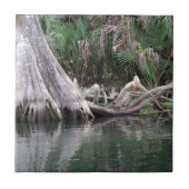 Carreau Les genoux de cyprès réfléchis (Devant)