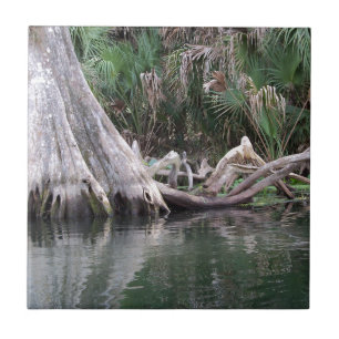 Carreau Les genoux de cyprès réfléchis