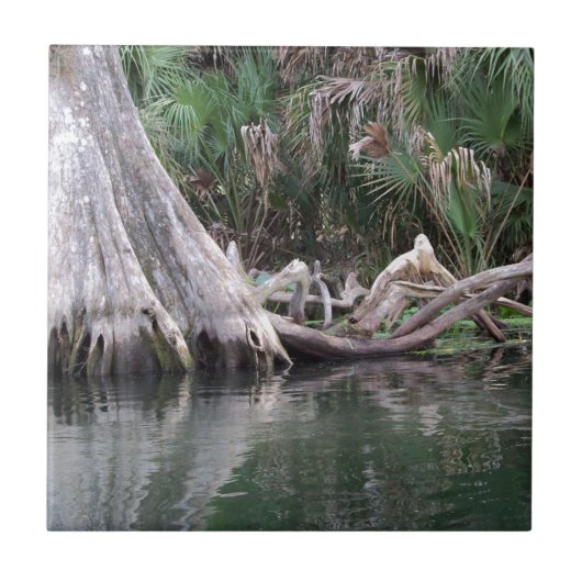 Carreau Les genoux de cyprès réfléchis (Devant)
