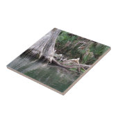 Carreau Les genoux de cyprès réfléchis (Côté)