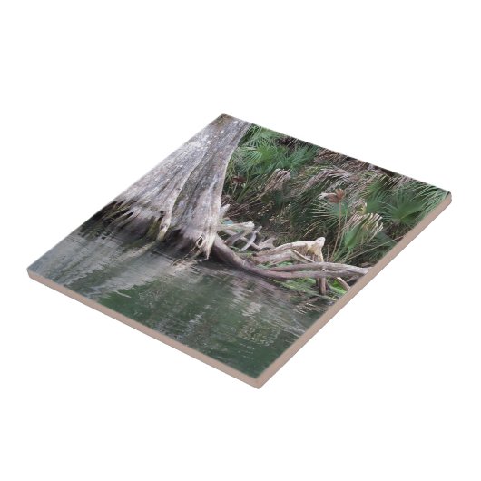 Carreau Les genoux de cyprès réfléchis (Côté)