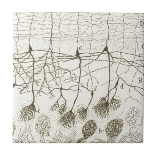 Carreau Les neurones 8 de Cajal (Devant)