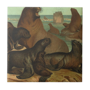 Carreau Les Otaries sur la Plage, Animaux de la Vie Marine