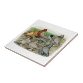 Carreau Les pigeons classiques de vrille ont lacé (Côté)