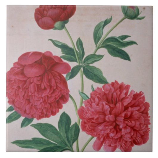 Carreau Les pivoines, plaquent 46 du Florilegium de Nassau (Devant)