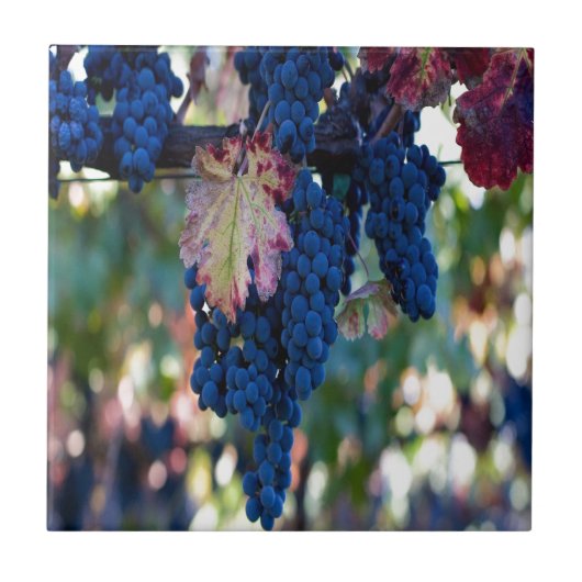 Carreau Les raisins sur une vigne (Devant)