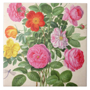 Carreau Les roses, plaquent 4 du Florilegium de Nassau (la
