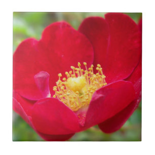Carreau Les roses Sont Carrelage Décor Rouge