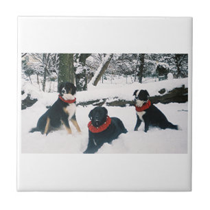 Carreau Les Trois Mousquetaires !