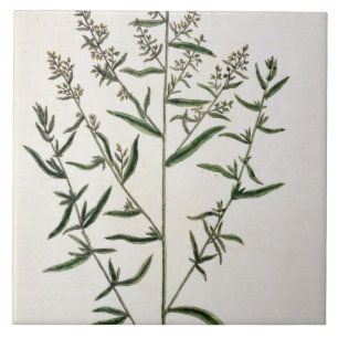 Carreau L'estragon, plaquent 116 "d'un de fines herbes