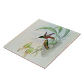 Carreau L'étoile de Bonaparte a affronté le colibri (Côté)