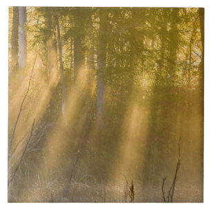 Carreau Lever du soleil brumeux à Tamarac NWR près de Detr
