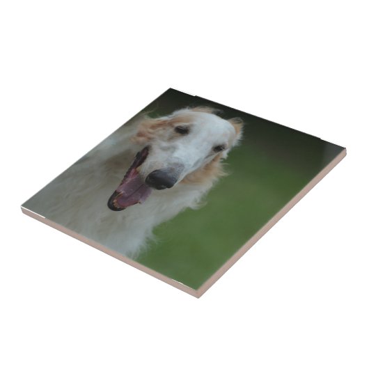 Carreau Lévrier afghan blanc (Côté)