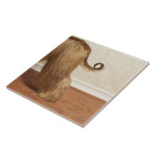 Carreau Lévrier afghan se tenant dans la chambre, section (Côté)