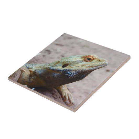 Carreau Lézard (Côté)