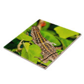 Carreau Lézard italien (Côté)