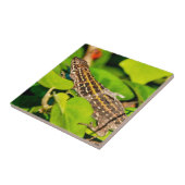 Carreau Lézard italien (Côté)