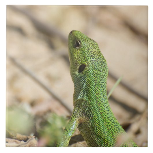 Carreau Lézard vert (Devant)