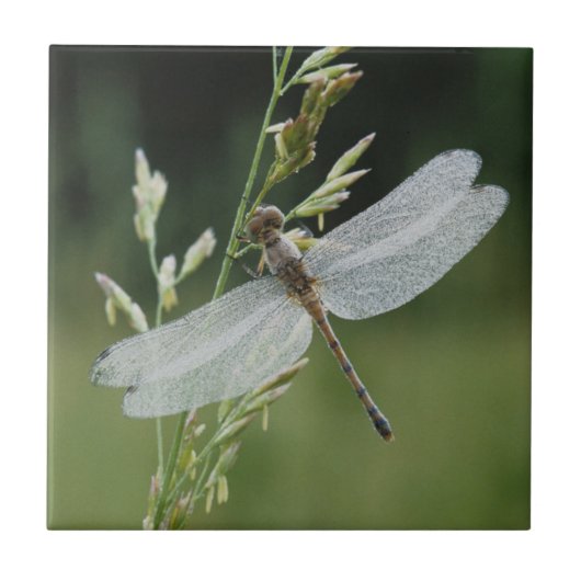 Carreau Libellule Darner couverte de rosée (Devant)