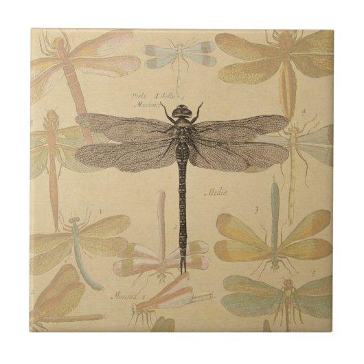 Carreau Libellule Vintage Antique Classique Nature (Devant)