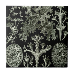 Carreau Lichen par Ernst Haeckel, Plantes Nature Vintage