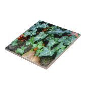 Carreau Lierre et pierre de champ (Côté)