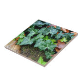 Carreau Lierre et pierre de champ (Côté)