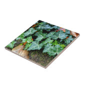 Carreau Lierre et pierre de champ (Côté)