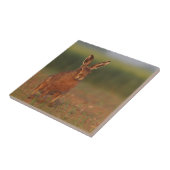 Carreau Lièvres de Harriet (Côté)