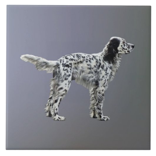 Carreau Liewellin Setter (Devant)