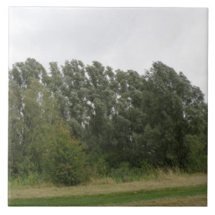 Carreau Ligne d'arbres penchés Carrelage paysage