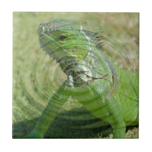 Carreau L'iguane vert (Devant)