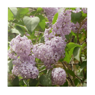 Carreau Lilac Bush Belles fleurs de printemps violettes