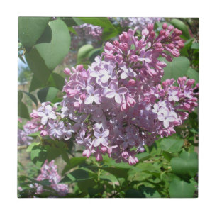 Carreau Lilacs