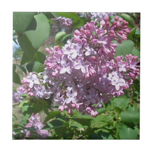 Carreau Lilacs (Devant)