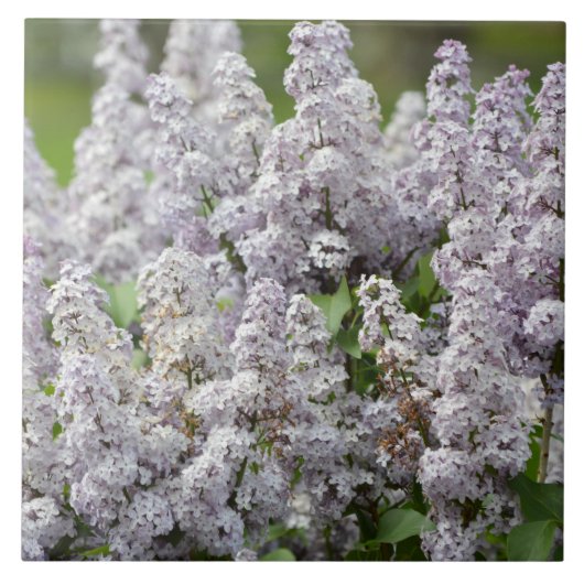 Carreau Lilas (Devant)