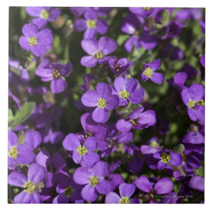 Carreau "Lilas d'Axcent" (hybride d'Aubrieta)