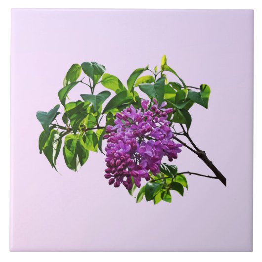 Carreau Lilas en début de floraison (Devant)