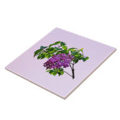 Carreau Lilas en début de floraison (Côté)